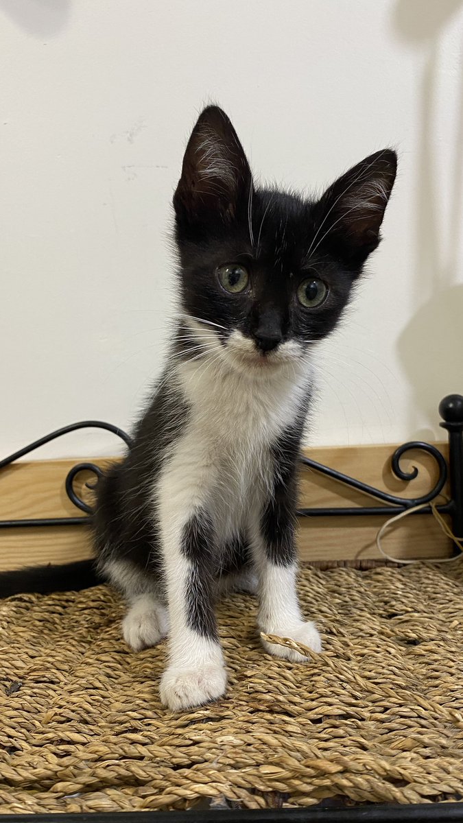 ipkcs's tweet photo. Bu güzel bebeğe yuva arıyoruz🐾😻
Erkek 2 aylık annesi yok tek başına sokaklarda büyük kedilerle mücadele ediyor 😢 
İstanbul/güngören

#SokakHayvanlarıSahipsizDeğil  #sokakkedisisahiplen #yavrukedi #sokakkedisi #yuva https://t.co/ocSd6tVDZS