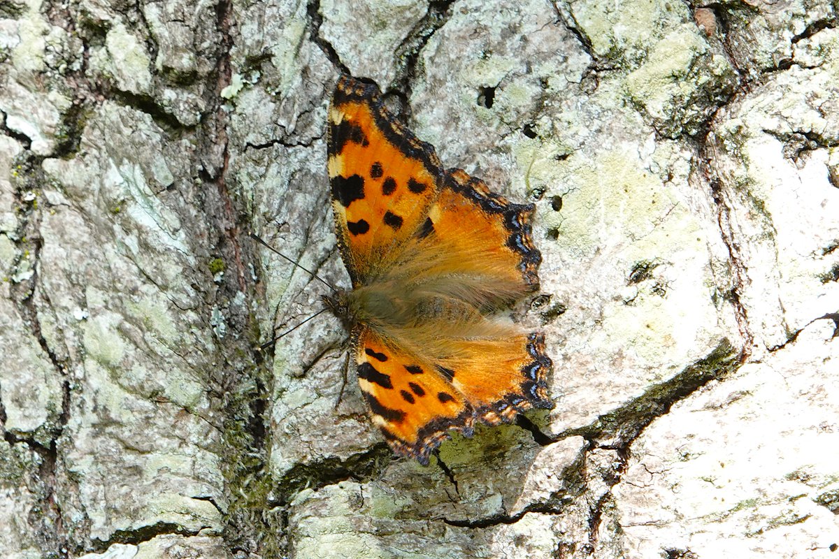 dartfordtrapper's tweet image. A pleasant visit to Hamstreet woods with my better half produced some good buuterfly encounters including Large Tortoiseshell in several areas, White Admiral and Silver-washed Fritillary.