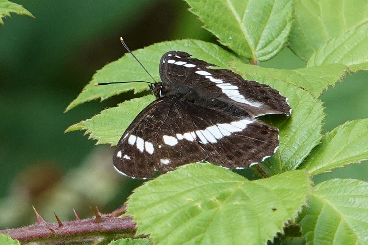 dartfordtrapper's tweet image. A pleasant visit to Hamstreet woods with my better half produced some good buuterfly encounters including Large Tortoiseshell in several areas, White Admiral and Silver-washed Fritillary.