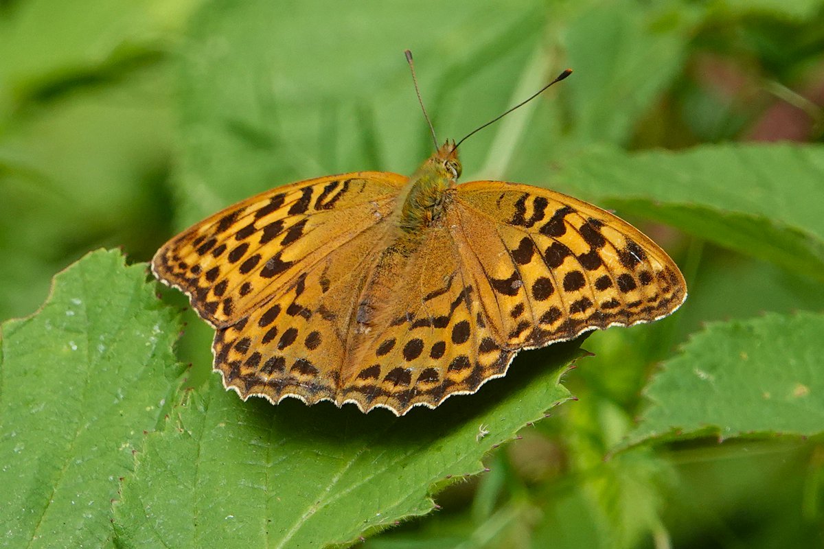 dartfordtrapper's tweet image. A pleasant visit to Hamstreet woods with my better half produced some good buuterfly encounters including Large Tortoiseshell in several areas, White Admiral and Silver-washed Fritillary.