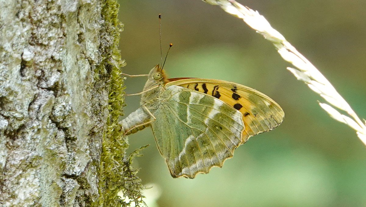 dartfordtrapper's tweet image. A pleasant visit to Hamstreet woods with my better half produced some good buuterfly encounters including Large Tortoiseshell in several areas, White Admiral and Silver-washed Fritillary.