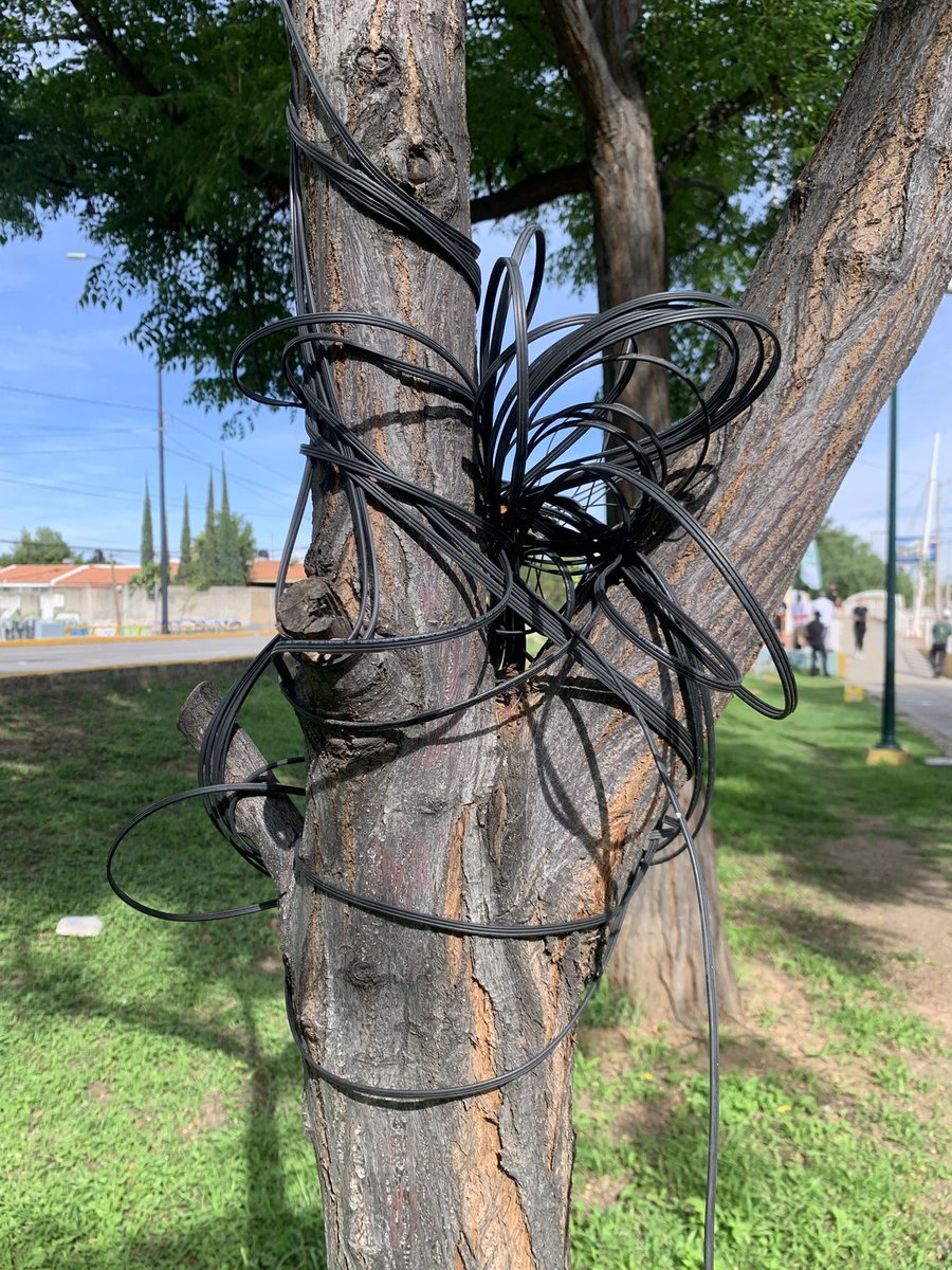 FURA, A.C. 🇲🇽 tweet media