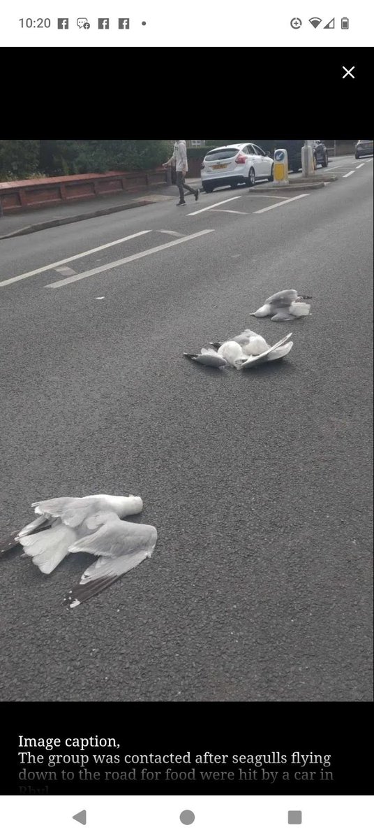 Xpose Trophy Hunting (@xposetrophyhunt) on Twitter photo This is despicable: North Wales some people are deliberately throwing food into the road for starving seagulls then running them over. Sickening, they are trying to feed their chicks as well. 😢
bbc.com/news/articles/… This is despicable: North Wales some people are deliberately throwing food into the road for starving seagulls then running them over. Sickening, they are trying to feed their chicks as well. 😢
bbc.com/news/articles/…