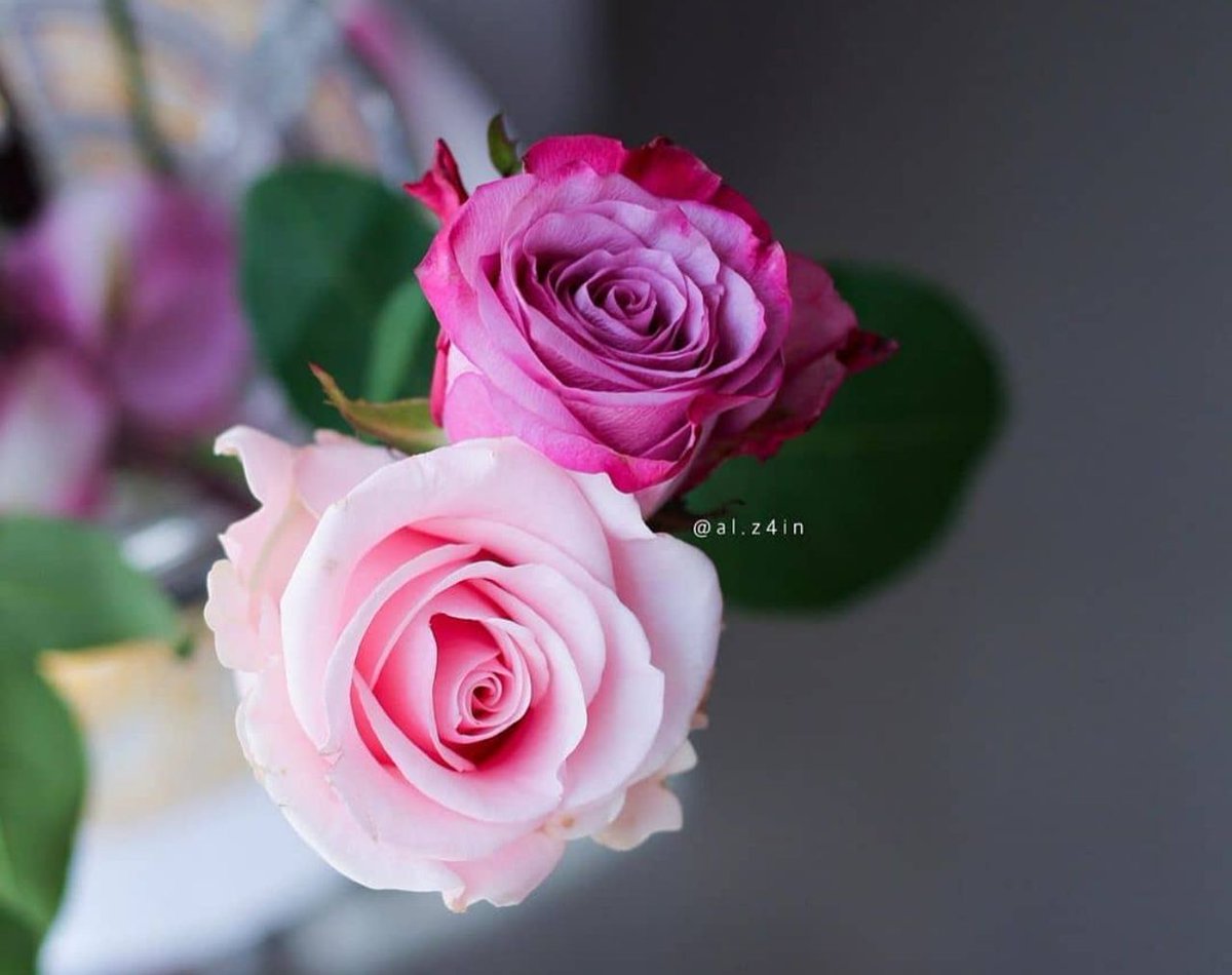 ـــــــــــــــــــ 

بطريقةٍ مَا
سيرتب الله مابداخلك، ويِزيل تلك الخدوش و بقائها المؤذي ، سيرتب لكَ نجاة لم تتخيلها من قبل؛
أحسِن الظّن بربّك
و عن خفايا القدر .. اللهُم إختر لنا أجملُها

#يارب_اثر_لنا_ولوالدينا
ـــــــــــــــــــ 🍃📚🍃 ــــــــــــــــــ