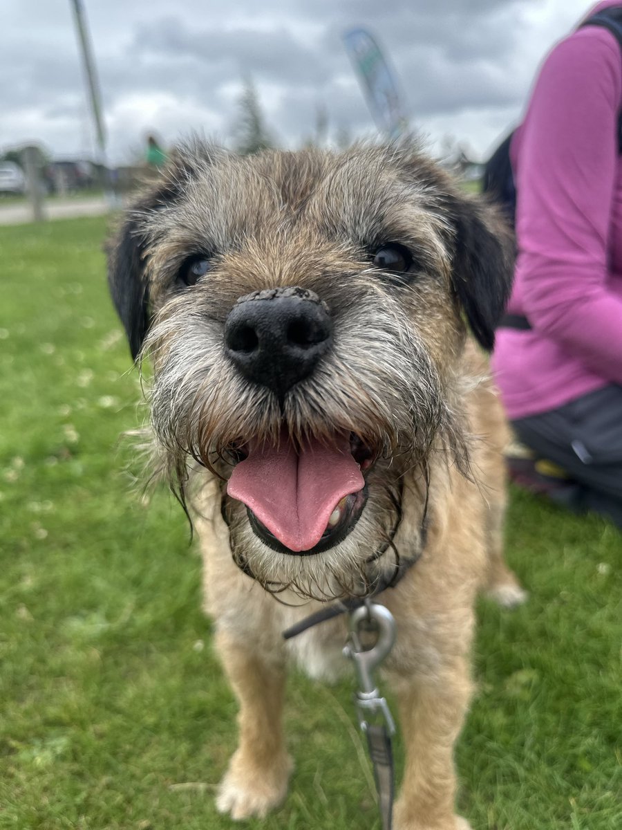 Riley_roo888's tweet image. Brilliant day today at #DelemereTweetUp we had a lovely time. Thanks @FreddieRedGrizz for your organising and the brill toys. Lovely to see our queen @HeidiBT3 she did keep doing some running around, probably avoiding our Rooster 🤭 #BTPosse