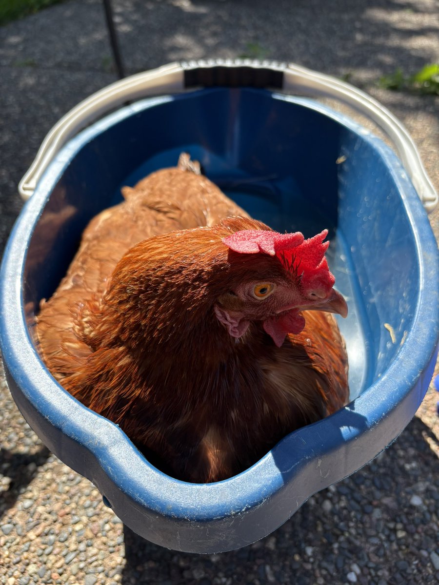 My chicken is a duck now