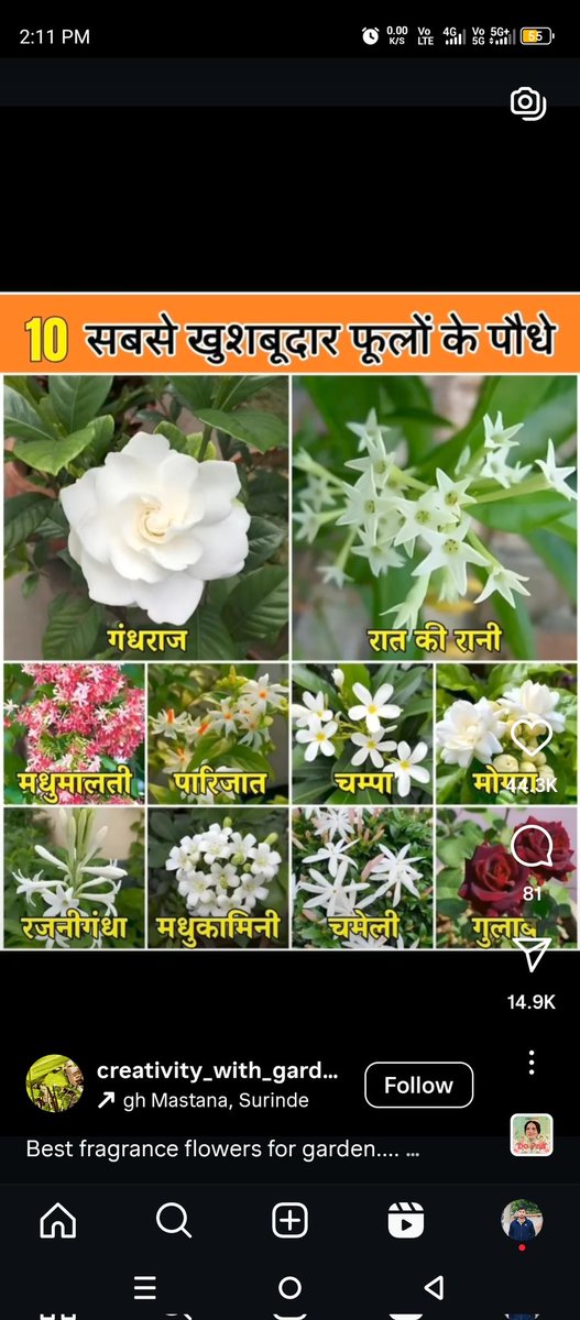 मेरा मनपसंद फूल पारिजात का है ।
आप अपना बताये ।

#เซรั่มปลุกผมxเพิร์ธแซนต้า #Israel #Trending #viral
#Flowers