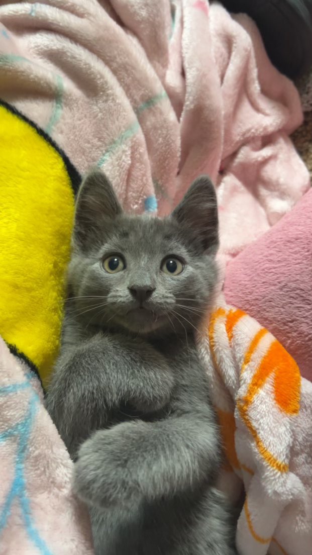 greenfella36's tweet photo. Look at this little face!!!
Happy kitteh in his new forever home!
#FosterWin https://t.co/SAGsnyMTXX
