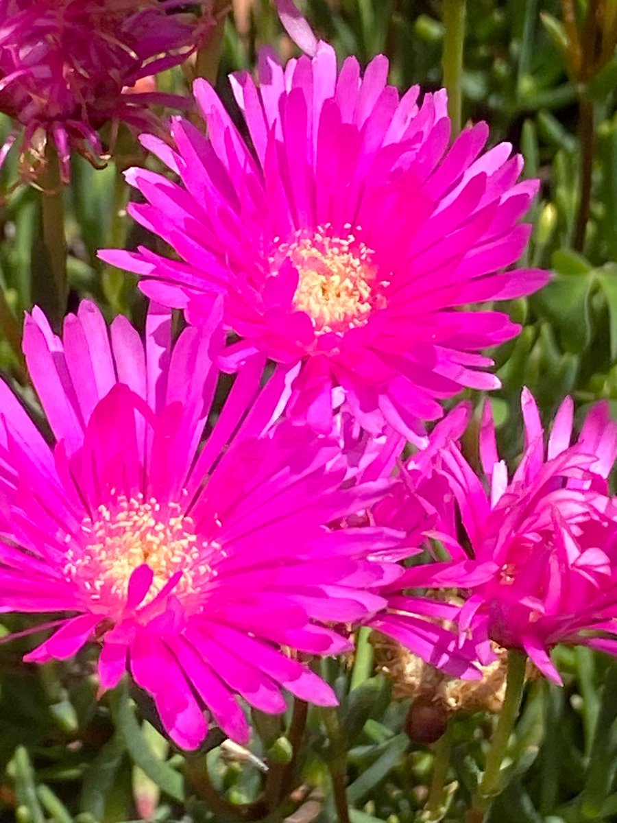 Akşamı yakalayan sessiz bir öğüt gibi,
kucaklasan ya tüm benliğimi...
Ve kurcalasan donmuş hafızamı,
Siliversen maziyi hatırlatan ümitsizliğimi...

#MutluAkşamlar
#pazar
#huzurla

☕🦋🍃