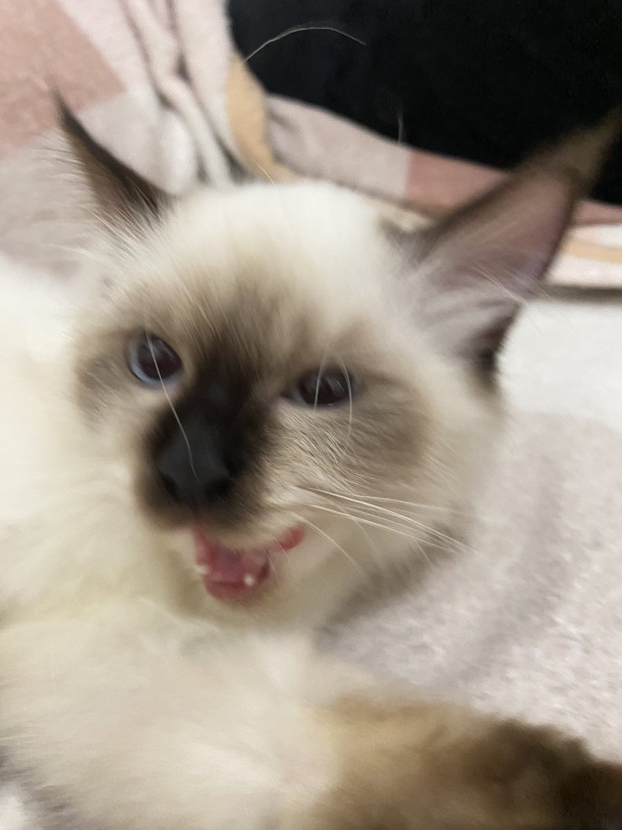 cemong d'cat tweet media