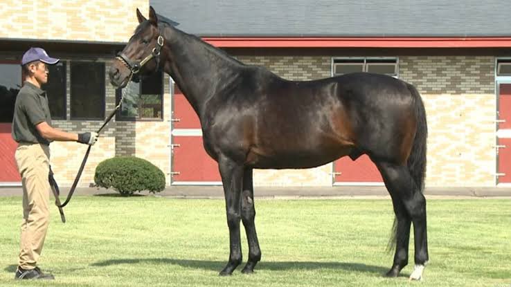 Gazi şampiyonumuz #Cutha’yı ve tüm ilgililerini tebrik ederim. Temsilcileri Gazi Koşusu’nda 1., 2. ve 5. olan #VictoirePisa da kuvvetli bir alkışı hakediyor. 👏