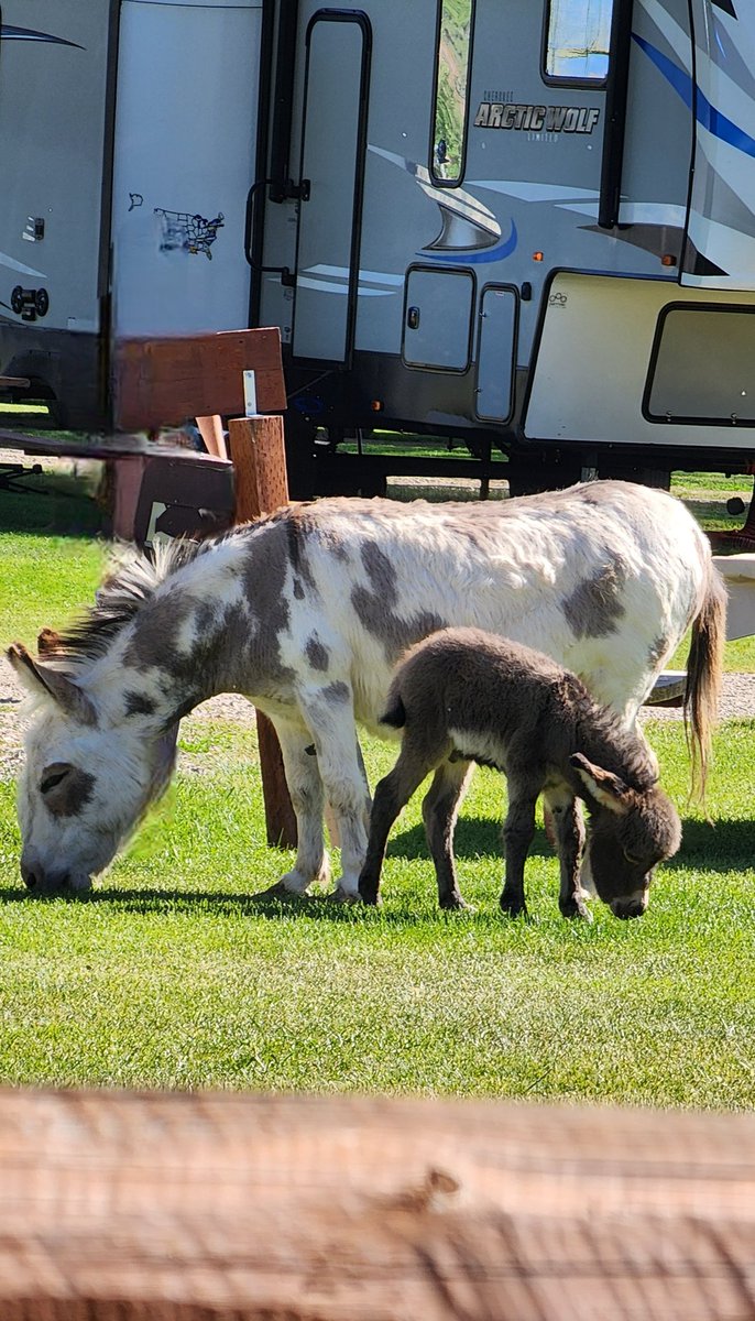 MetalRains's tweet photo. I think we all just need more teeny tiny baby mini-donkeys in our lives. 

The Gunnison, CO, KOA campground has mini-donkeys, goats, and one giant behemoth of a hog that free roam the campground, much to the delight of campers who stay there. Loved it 😍 https://t.co/OCXD8TVwnU