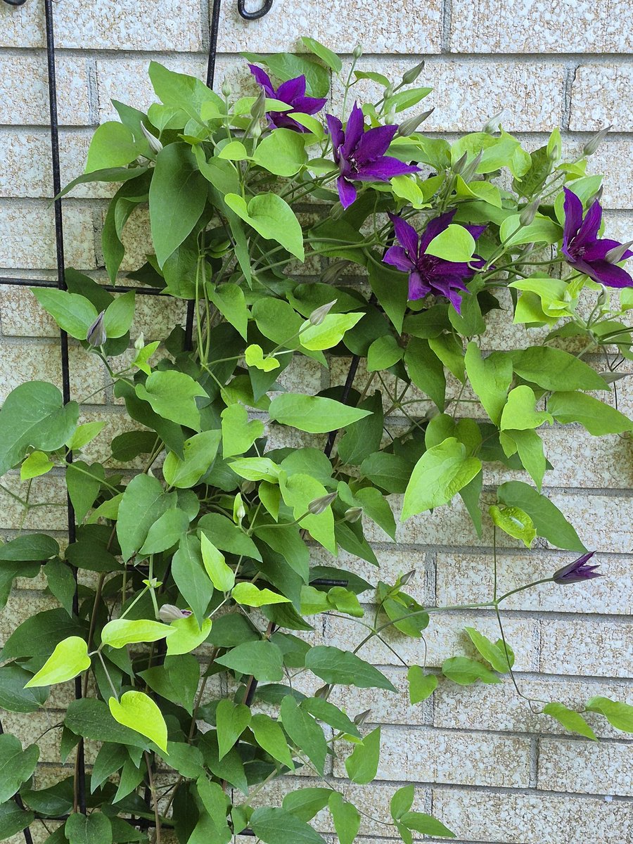 AllNightShow's tweet photo. Good Sunday morning/ afternoon, everyone.☕️☀️🙏
Here are some fresh pics from our back garden that I took today. I hope you like them.✅️
#Sunday #Flowers #garden 
#clematis https://t.co/pNqm7mzUzS