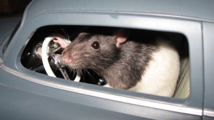 get in bitches we’re going shopping