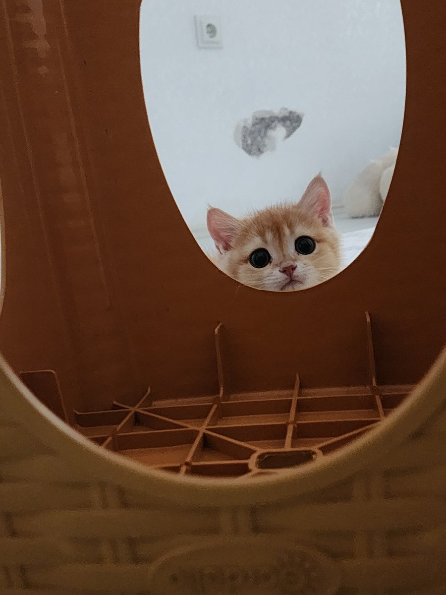 baris_macit44's tweet photo. #british
#cat
#kedi https://t.co/hYElcd2295
