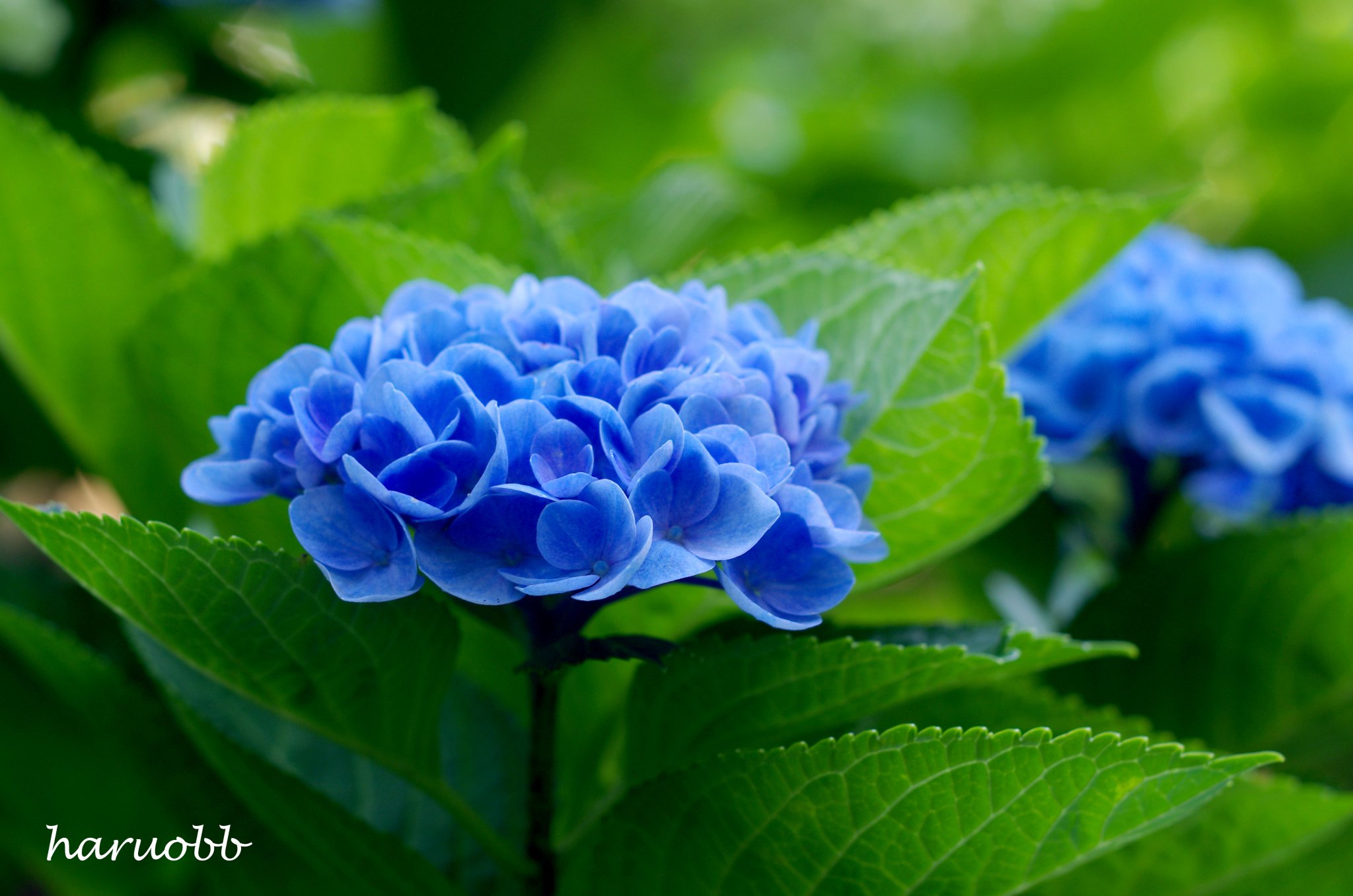 ヤトッチ　紫陽花の花びら Guo-3YUWEAAvm2x.jpg:large