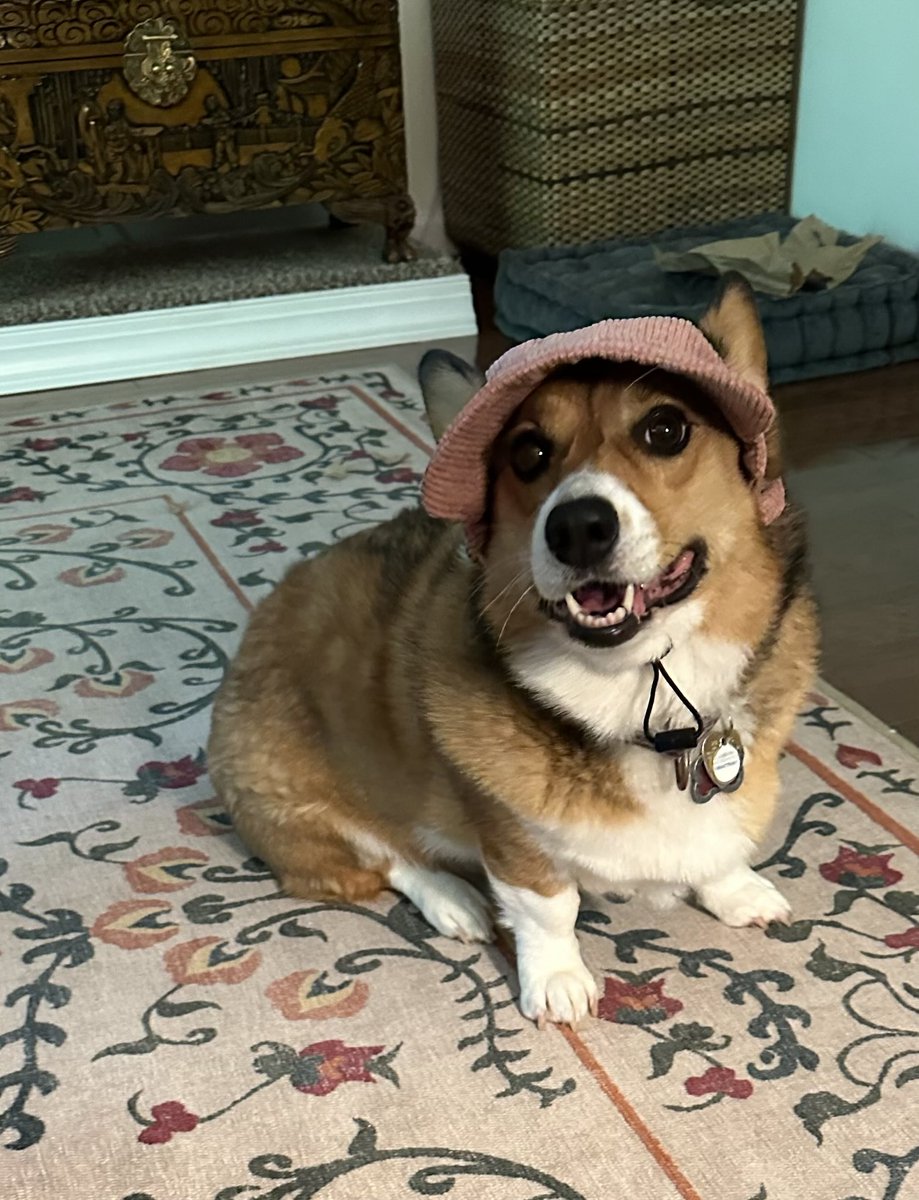 Dad bought me a sun hat. #CorgiCrew