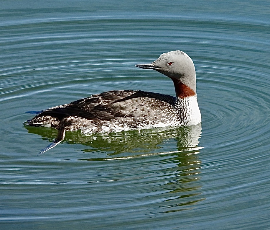 Nice views of Red-throated Diver in summer plumage, today on the #Northumberland coast <a href="/NTBirdClub/">Northumberland & Tyneside Bird Club</a>
<a href="/BirdGuides/">BirdGuides</a> <a href="/freebirdnewsuk/">Free Rare Bird News, UK 🇬🇧</a> <a href="/RSPBEngland/">RSPB England</a>
<a href="/RSPBbirders/">RSPB Birders</a> <a href="/Natures_Voice/">RSPB</a> <a href="/_BTO/">BTO</a>