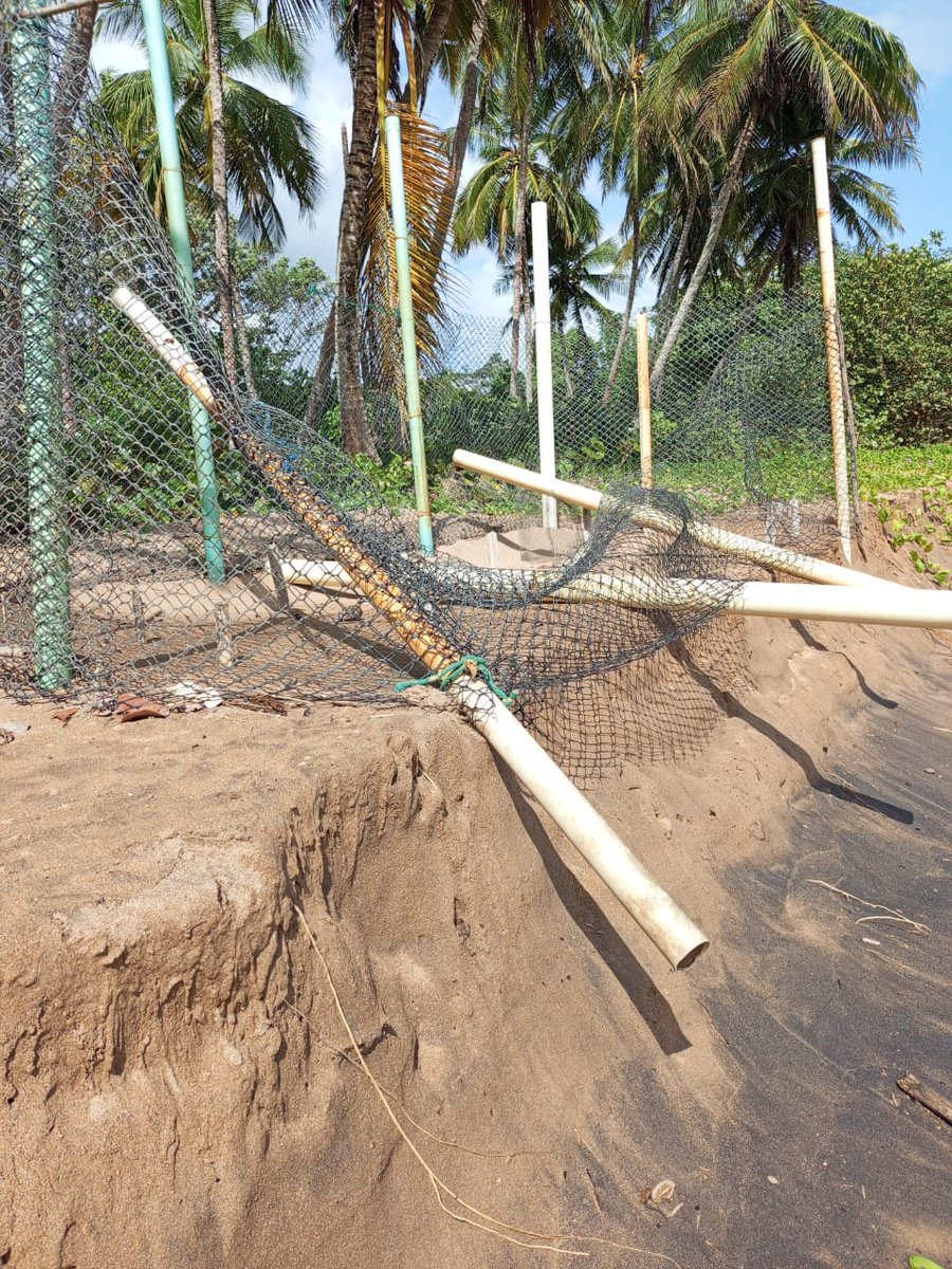 #29Jun2025 La temporada ha sido difícil en #Querepare. Las lluvias y la marea han afectado mucho la playa. No hay grandes expectativas de crías en este año. Patrullaje nocturno finaliza mañana. Siguen los censos diurnos. #2025tortugasdeParia 🐢🌊🌧🇻🇪