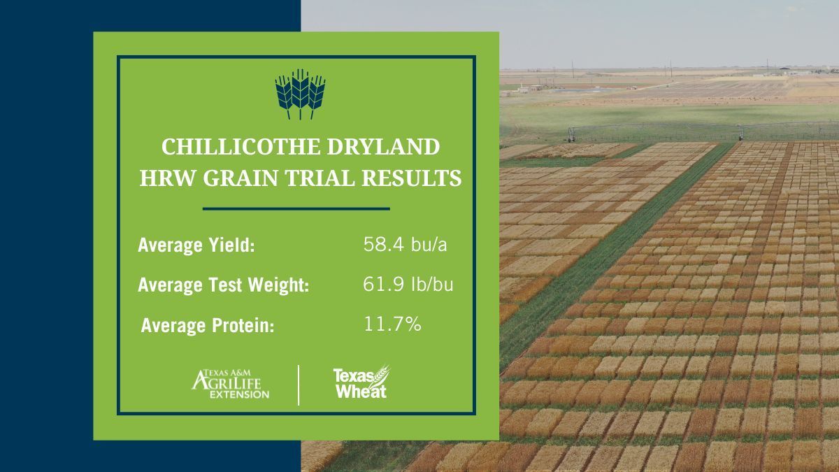 The Chillicothe Dryland HRW Grain Trial compared 44 varieties with an average yield of 54.8 bushels per acre and an average test weight of 61.9 lb per bushel. The average protein reported for this trial was 11.7 percent. 

Explore trial results: buff.ly/1gpBPOw