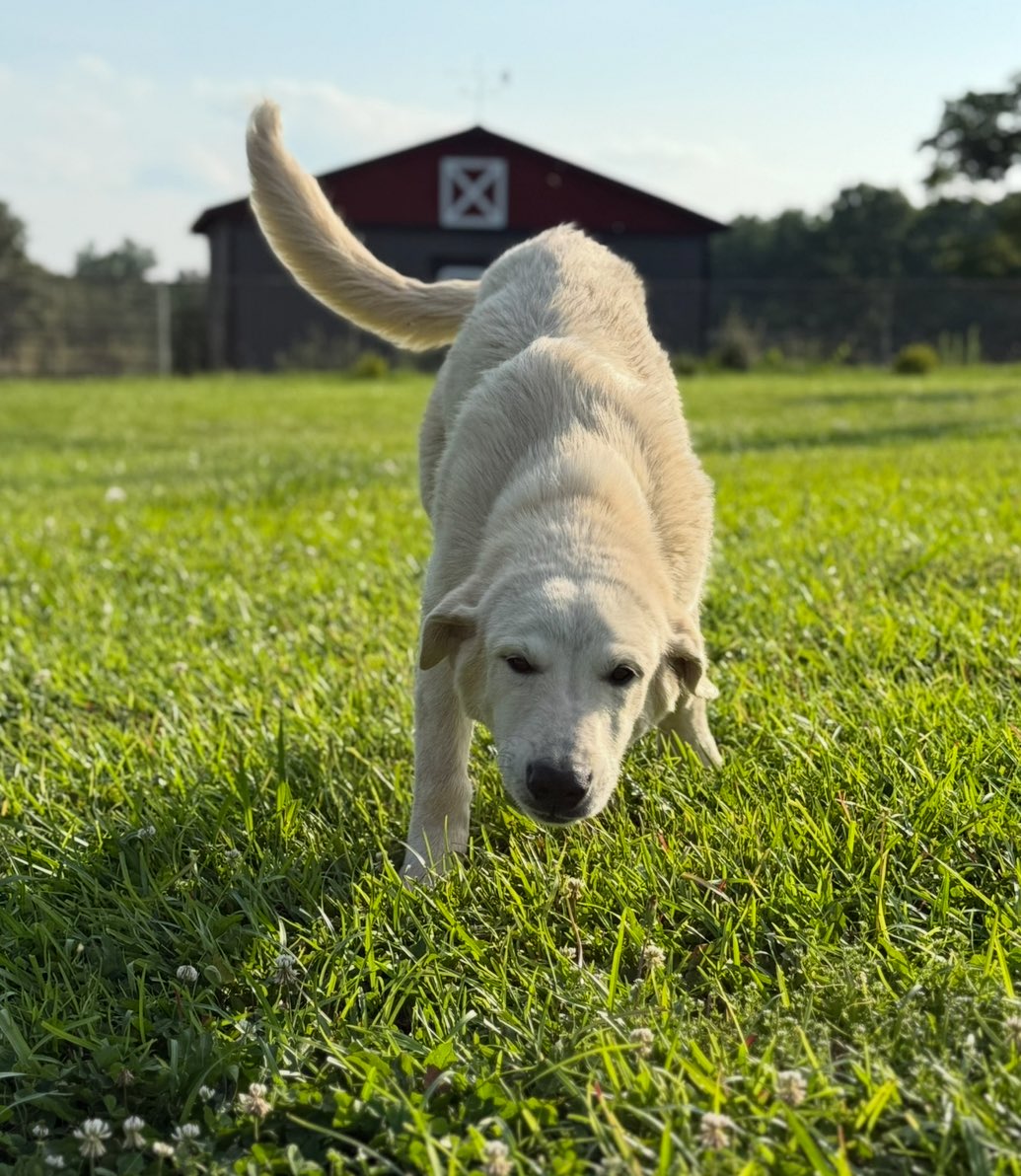 Got a new friend to keep an eye on the goats. Meet Max,he’s a sweetie.