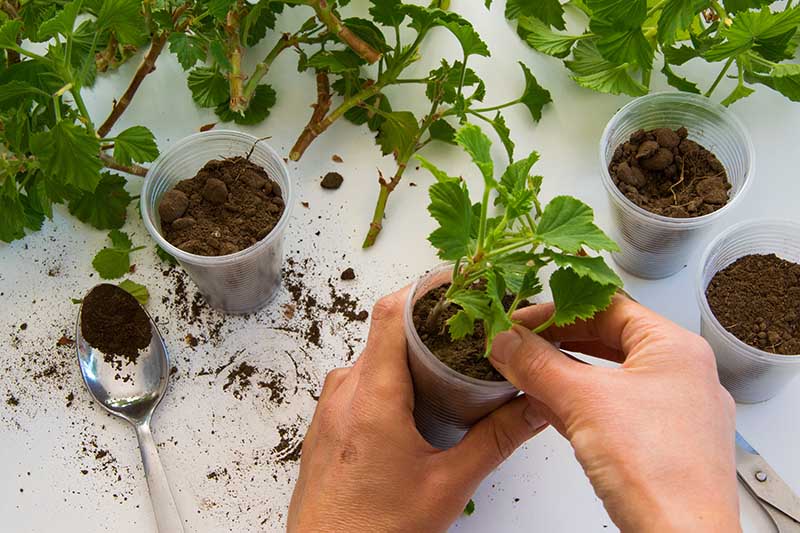 Gardeners_Path_'s tweet image. How to Propagate Geraniums from Stem Cuttings - Did you know you can start new geraniums with stem cuttings from existing plants? Learn how easy it is with how-to instructions now on Gardener's Path. gardenerspath.com/plants/flowers… #geraniums #propagation