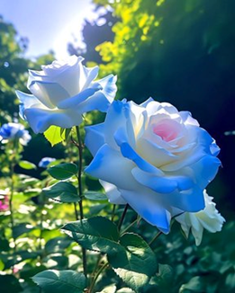 Bizde seven, üstün ve güzel değil, sevilen üstün ve güzeldir. Farabi