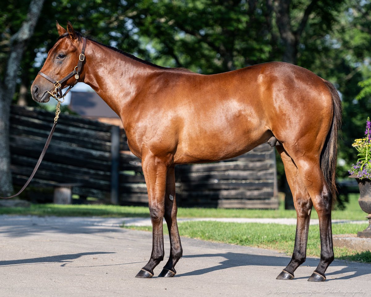 amylanigan1's tweet photo. Hip 86, good-looking colt by @coolmoreamerica first-season sire CORNICHE from the family of G1 winners ALTHEA, BALLETTO, T O ROYAL, ACOMA, etc. Selling @FasigTiptonCo July Sale with St. George Sales. https://t.co/7Ll88r5Z4C