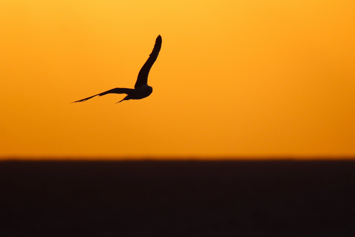 RitoPerezGarcia's tweet image. Volar la tarde inmensa. Acaricias la tarde, con la exquisitez de una filigrana abres tus alas, tus curvas desacostumbradas vuelan libres. Tú, luz y sombras, plenitud que escapa en extraña travesía sin pedir permiso…

Buenavista del Norte, TF…