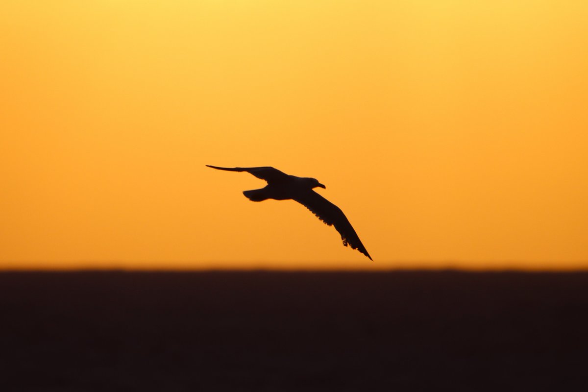 RitoPerezGarcia's tweet image. Volar la tarde inmensa. Acaricias la tarde, con la exquisitez de una filigrana abres tus alas, tus curvas desacostumbradas vuelan libres. Tú, luz y sombras, plenitud que escapa en extraña travesía sin pedir permiso…

Buenavista del Norte, TF…