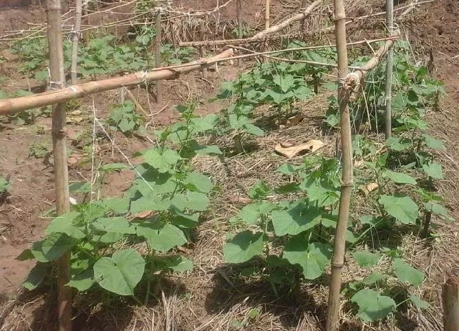 RocksolidAgro's tweet photo. At Rocksolid Organic, every seed is a promise 🌱. 
We grow with care, delivering clean, chemical-free food straight from nature to your table 🍲.
Join us in growing a healthier tomorrow 🌎
#GrowWithUs #Organic #SustainableAgriculture #RocksolidAgro #RocksolidOrganicAgroEnterprise https://t.co/x9d7mEkhwq
