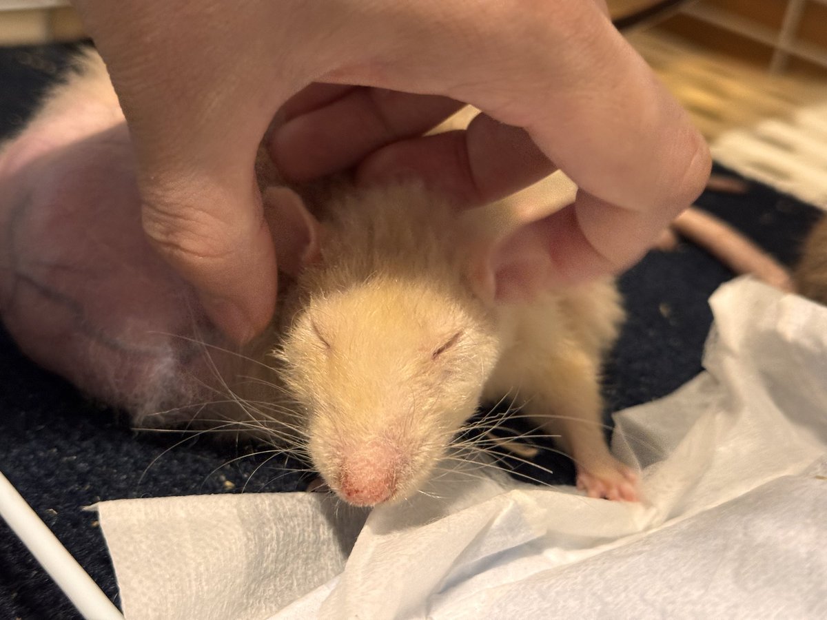 쥐배자 tweet media