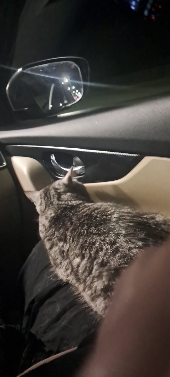 Kediyle süren 17 saatlik araba yolculuğundan 7 saat kaldı aferim bebisime #kediileyolculuk