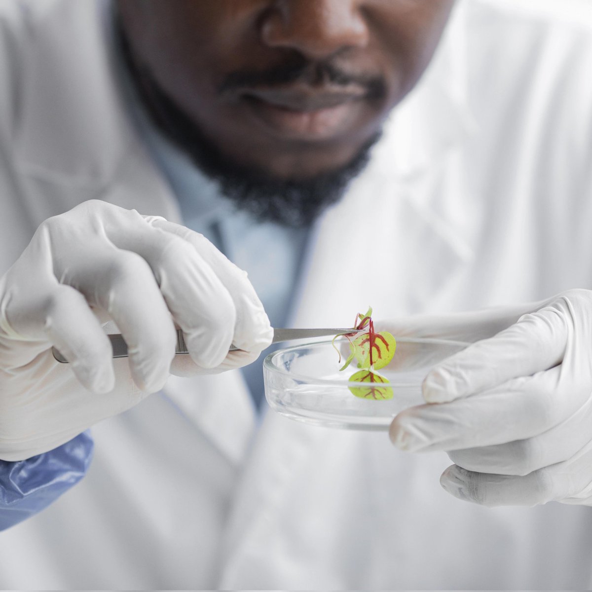 DNA science = stronger crops = food for #Africa.
🌱 DNA markers = find good traits
📍 QTL mapping = locate traits in the genome
🔬 Genome studies = improve whole plants
Better harvests. Resilient farms. Food security for all.
#TouchScienceAfrica #Science #Biotech #FoodSecurity