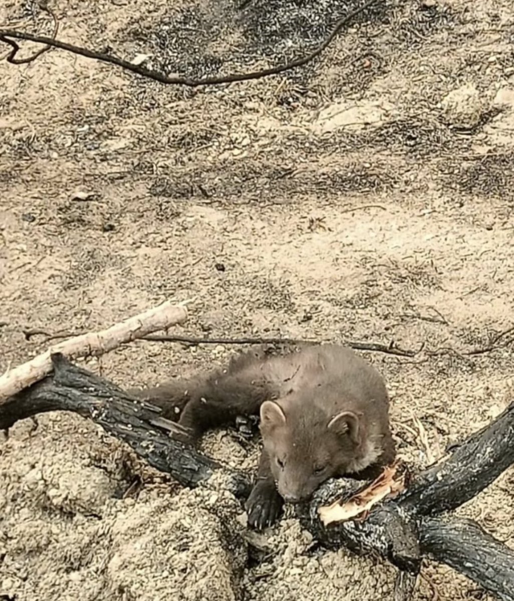 Gece gündüze dönünce size CAN kaybımız yok diyecekler İNANMAYIN . 
 #izmiryanıyor