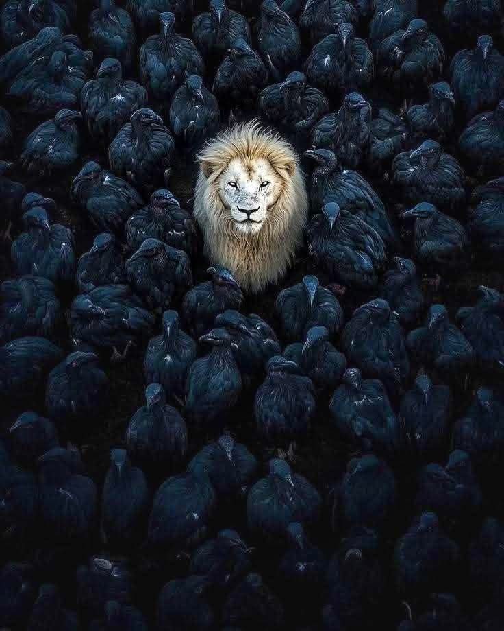 وضع مصر في المنطقة حرفياً 😉