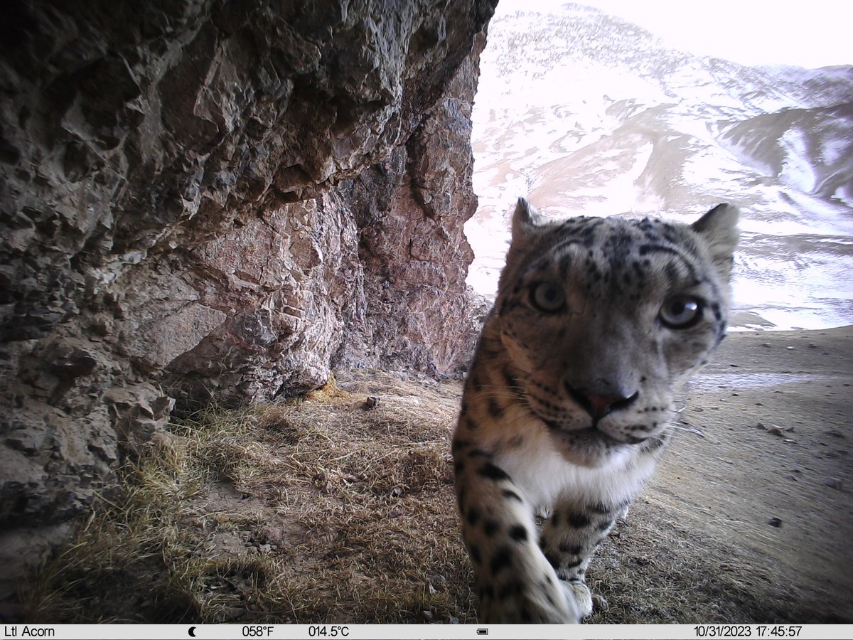 trailcam (@trail_cams) on Twitter photo 