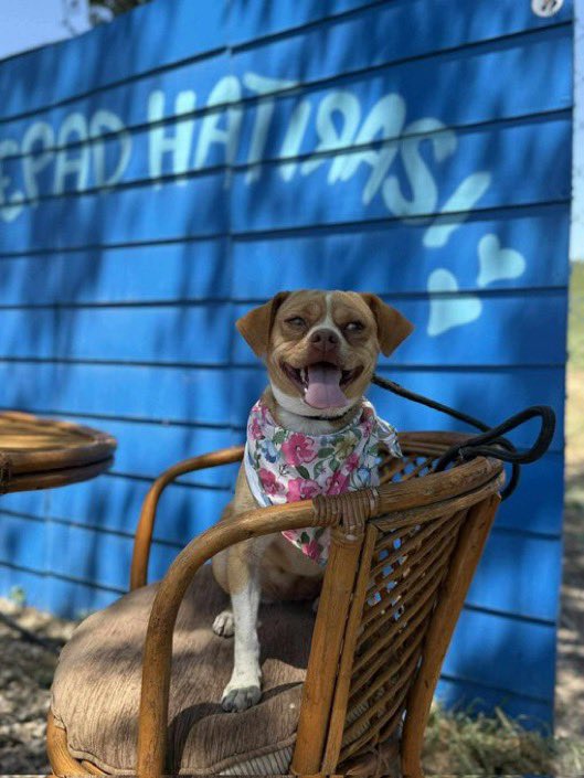 MİLU
FİNO
DİŞİ
BURSA

İLETİŞİM:📞 05432474237
10.00/18.00 saatleri arasında iletişime geçebilirsiniz.

Milu ne yazık ki terkedildi.
Oldukça sevgi dolu, iyi huylu bir dost.

Ömürlük yuvası olmak ister misiniz?
2-3 yaş, 8,75kg chipli  ve kısır

Ömürlük yuvasını arıyor 

<a href="/hepadyuva/">Hepad.hereve1pati 🐾🏡</a>