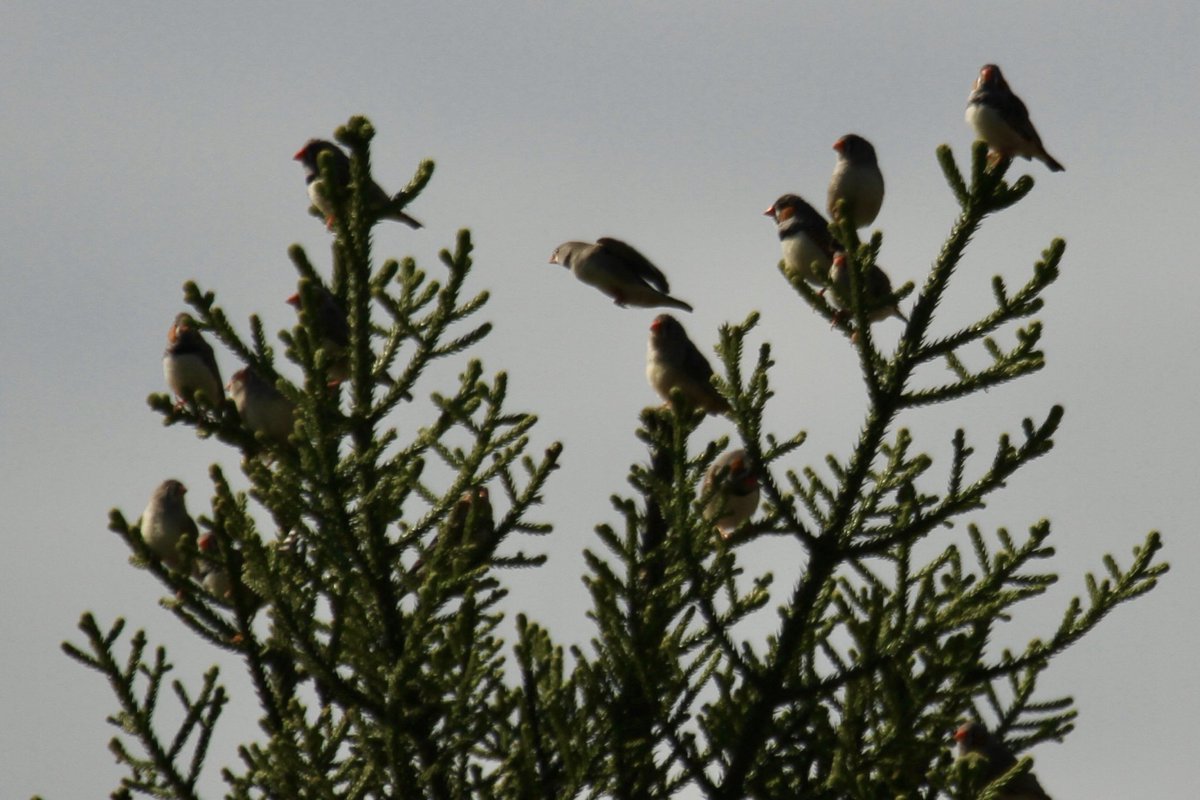 Red Browed Finch convention, yesterday.