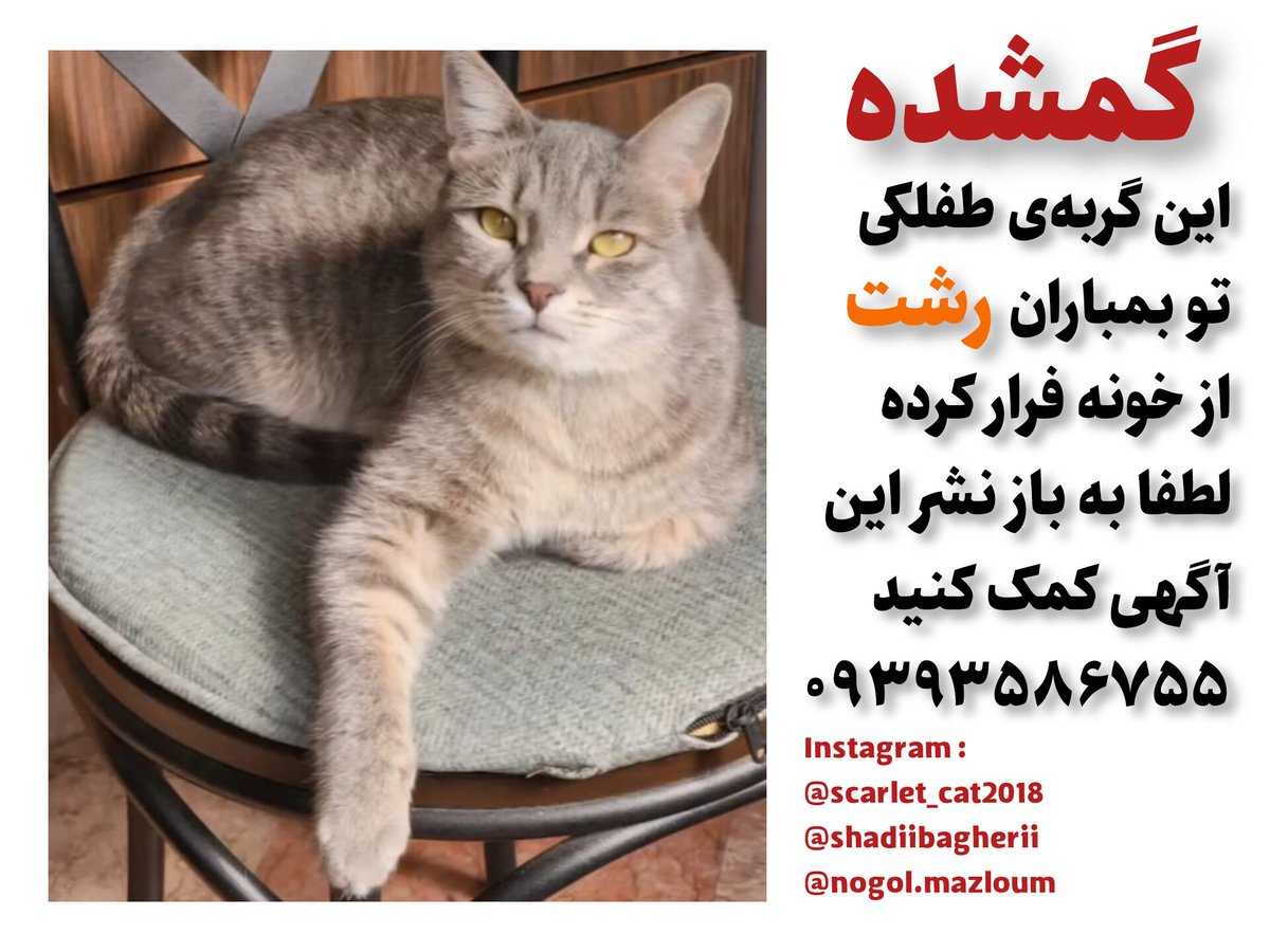 طفلکی تو بمباران‌های رشت ترسیده و از خونه فرار کرده 😔
کمک کنیم پیدا شه 🙏🏻❤️
#گمشده
#ریتوییت_لطفا
#رشت_لاهیجان