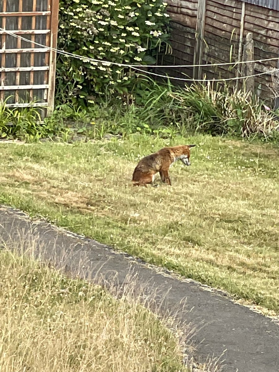 annachamz's tweet photo. @HeartBingo #NationalCameraDay  watching this young fox 🦊 enjoying the sunshine @HeartBingo https://t.co/rsPs43oeb7