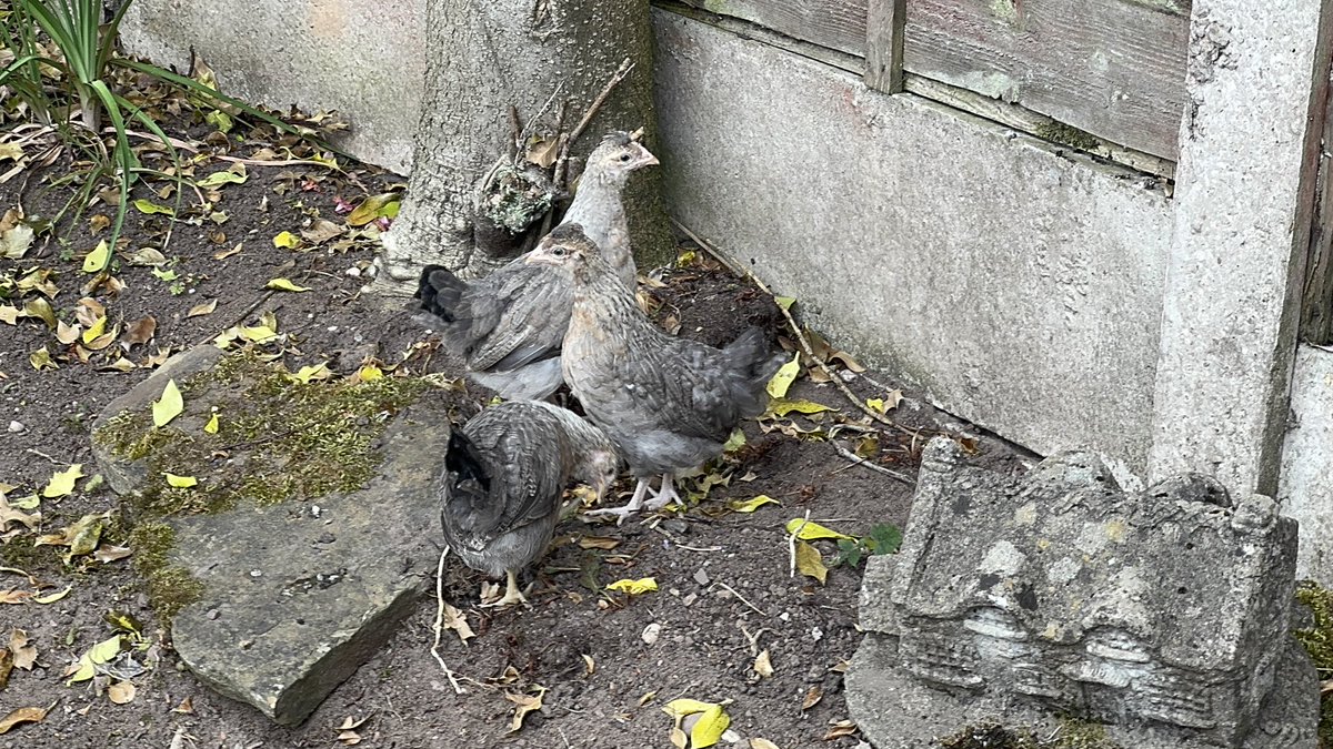 Lewis Dr Chicken tweet media