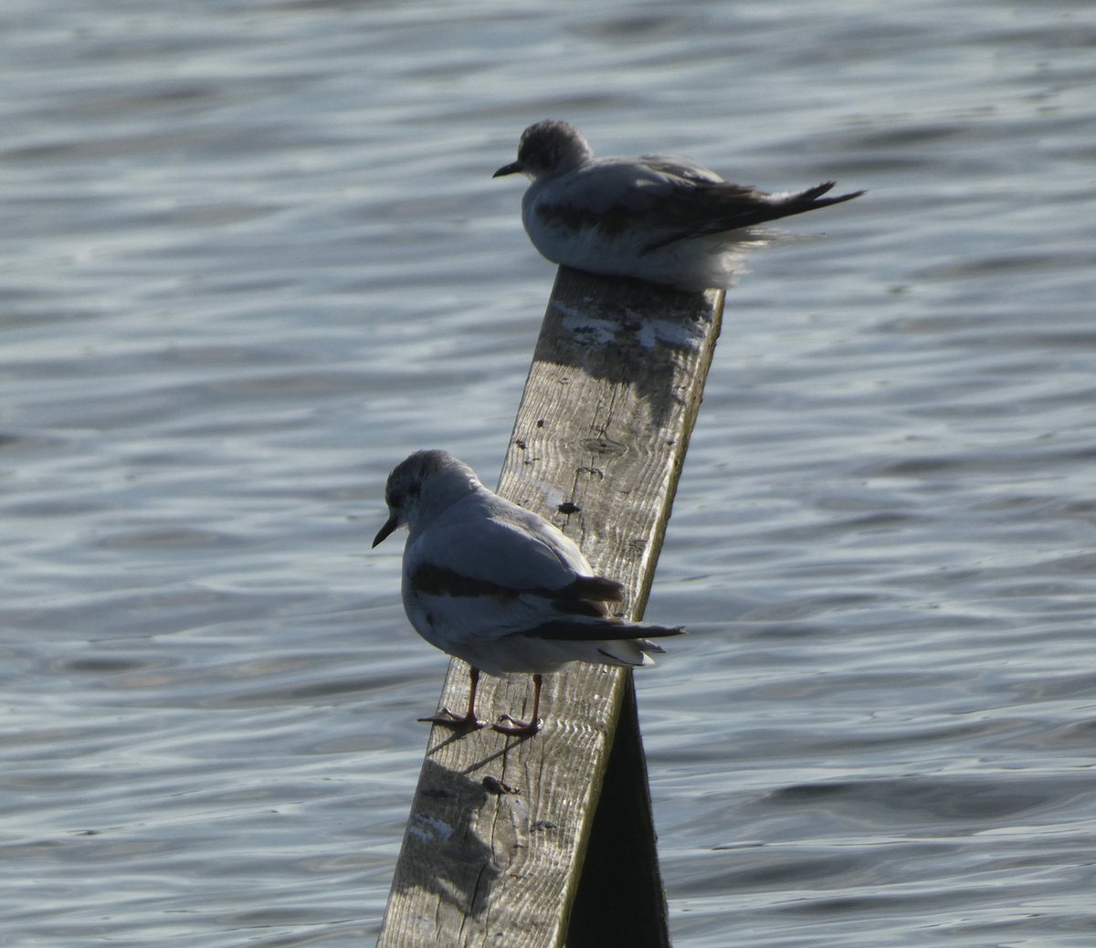 Steve Groves (@swannerysteve) on Twitter photo All 3 Little Gulls present <a href="/DorsetSwannery/">Abbotsbury Swannery</a> this evening (& last). 3 Black-tailed Godwits too but nothing else of any real note. <a href="/Joe_stockwell/">Joe Stockwell</a> <a href="/CWPhoto11/">Charlie Wheeler Photography</a> <a href="/kbutler1978/">kevin butler</a> <a href="/DorsetBirdClub/">Dorset Bird Club</a> All 3 Little Gulls present <a href="/DorsetSwannery/">Abbotsbury Swannery</a> this evening (& last). 3 Black-tailed Godwits too but nothing else of any real note. <a href="/Joe_stockwell/">Joe Stockwell</a> <a href="/CWPhoto11/">Charlie Wheeler Photography</a> <a href="/kbutler1978/">kevin butler</a> <a href="/DorsetBirdClub/">Dorset Bird Club</a>