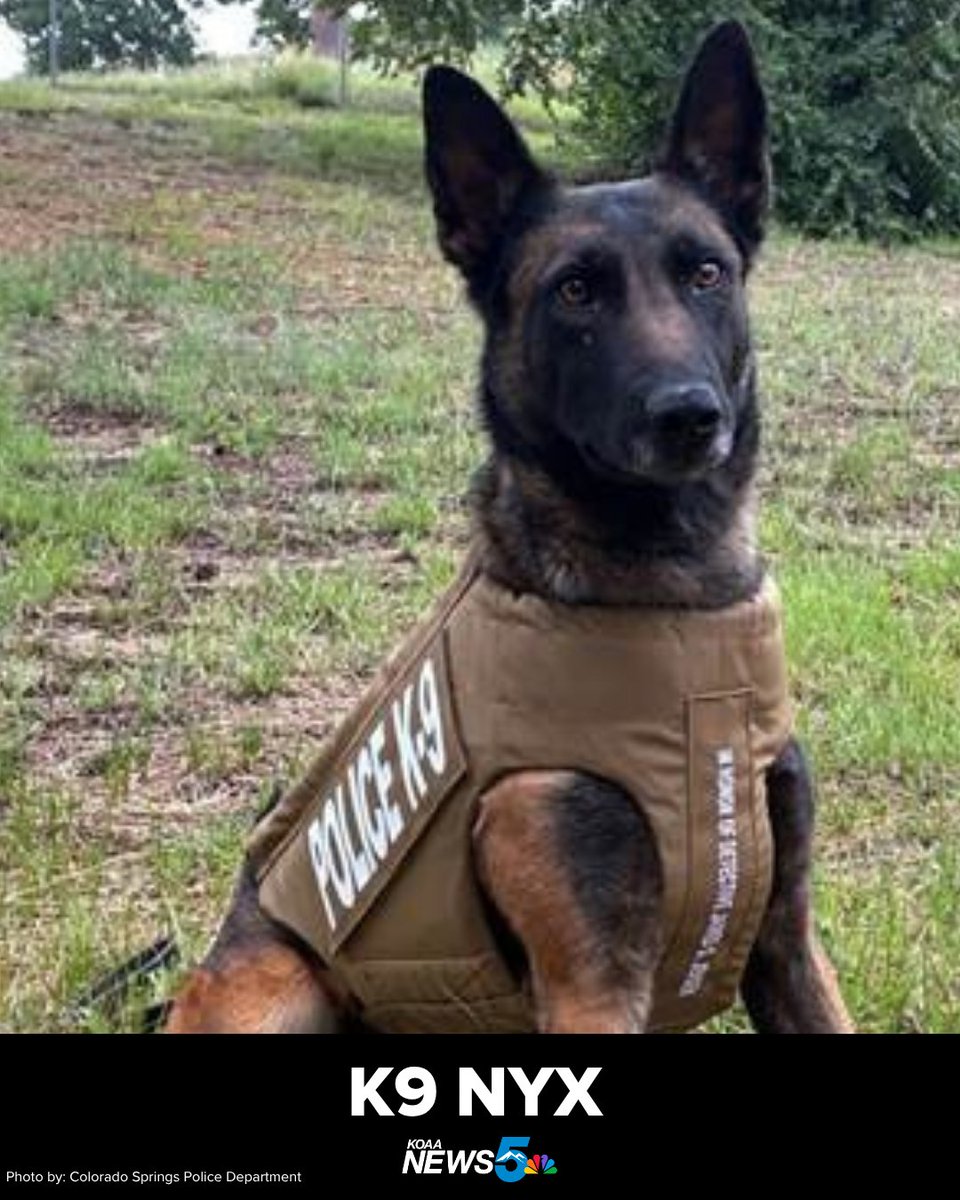 KOAA's tweet photo. The Colorado Springs Police Department K9s Loki, Nyx and Blue received a donation of body armor!
The vests are a charitable donation from Vested Interest in K9s, Inc., a non-profit organization.
More at: https://t.co/XjlDJtQ470
#cspd #k9s https://t.co/n0CZVNMU7Y
