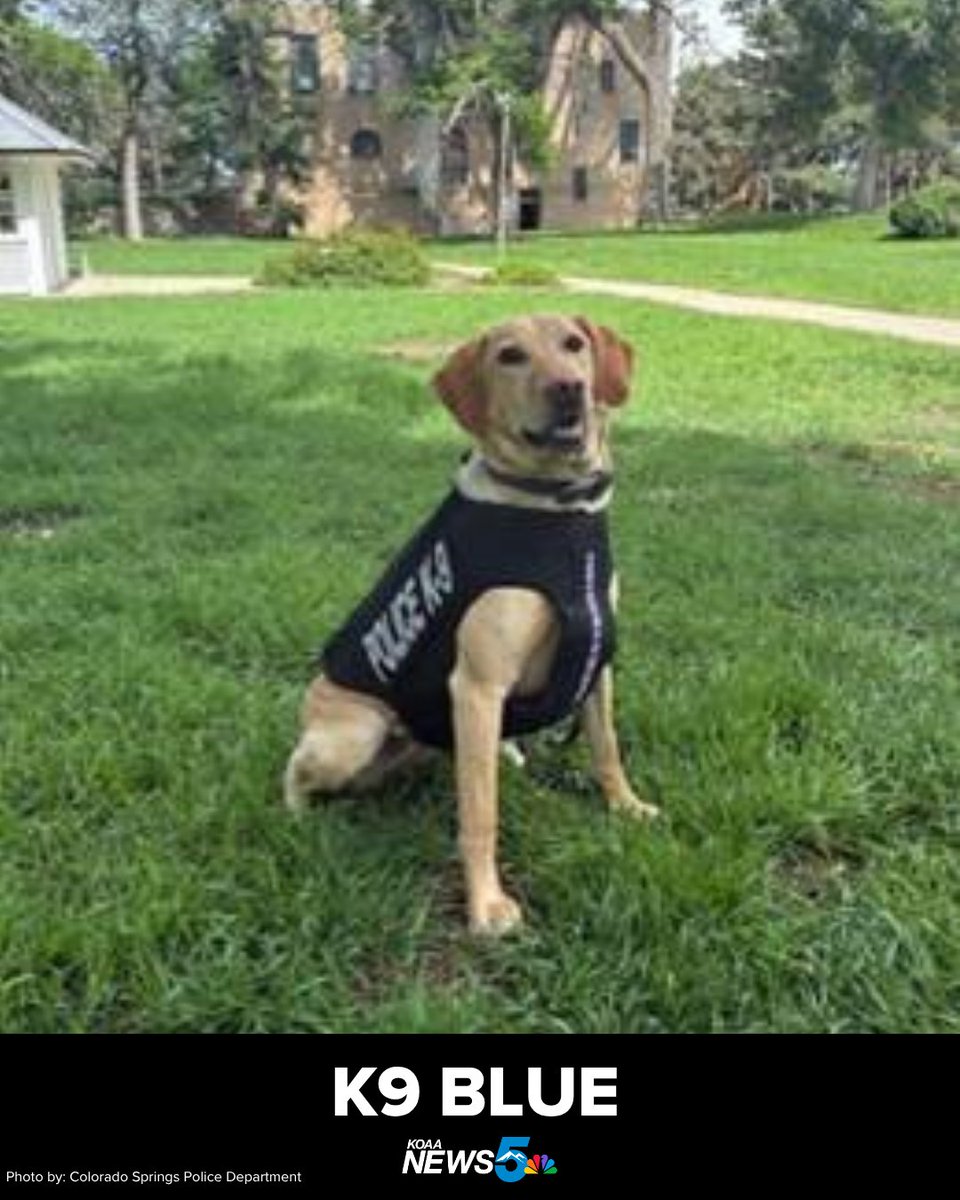 The Colorado Springs Police Department K9s Loki, Nyx and Blue received a donation of body armor!

The vests are a charitable donation from Vested Interest in K9s, Inc., a non-profit organization.

More at: tinyurl.com/426pv7ka  

#cspd #k9s