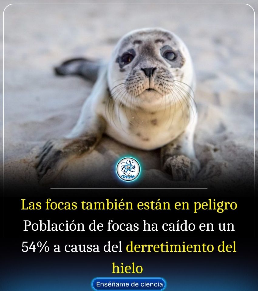 EnsedeCiencia's tweet image. 