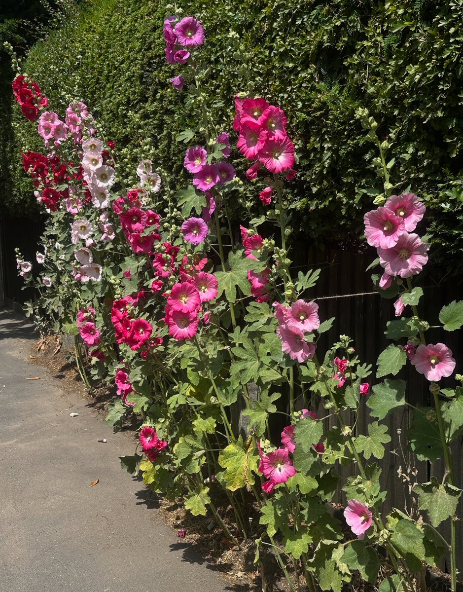 Had to stop the car to take a look at these incredible Hollyhocks 🩷🌸#Flowers #Gardening #FlowerHunting