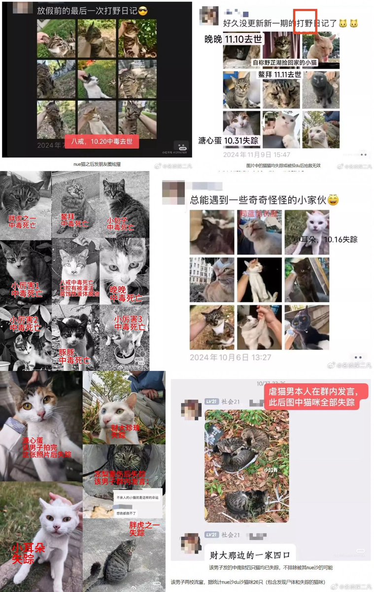 虐杀20多只猫，故意把猫的尸体摆成“大”字型，用胶水粘在女生宿舍楼下的虐猫犯，在正常国家是重罪。

那么在中国会怎么样？

会顺利考上事业编。

“学校只给了一个严重警告处分。

他说是因为被猫吵到才虐猫，但是同校学生曝光他不仅毒杀小猫，还在朋友圈炫耀虐猫过程。”