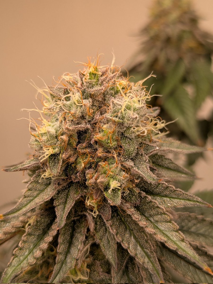 weedweazle's tweet photo. @RishelBaker @HumboldtSeedCo I have 1 Collie Kush and 3 Notorious THC and I'm very thrilled... Genetic is most important i guess https://t.co/Rs49UlhU3K