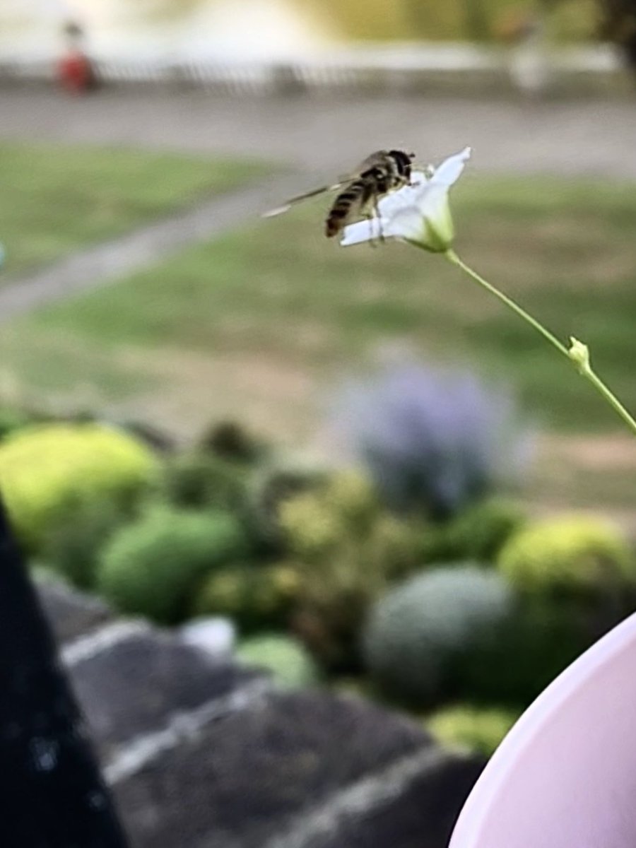 While sitting on our balcony to enjoy the cool evening breeze,  I watched this marmalade hoverfly flitting from flower to flower.

What with the breeze and its quick movements it was impossible to get more clarity. But I like it! 

#marmaladehoverfly #hoverfly #insect